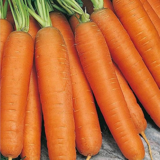 Καρότο Nantaise Amelioree Vilmorin 500gr