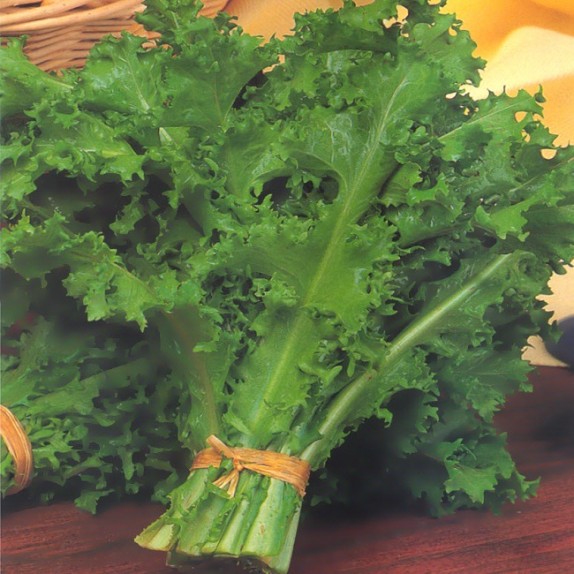 Αντίδι ψηλό Romanesca da taglio Ortis – Δίνει premium χαρακτήρα στο περιβάλλον | iroots.gr