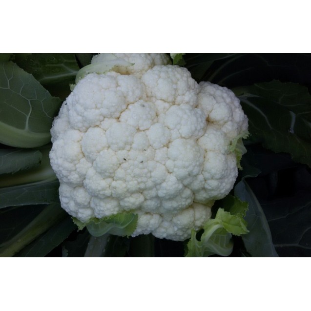 Κουνουπίδι Early Snowball 25 gr