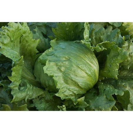 Μαρούλι Iceberg Great Lakes – Δίνει premium χαρακτήρα στο περιβάλλον | iroots.gr