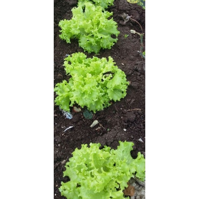 Μαρούλι κατσαρό ανοιχτοπράσινο Tinella 0Ο0081 – Προσφέρει μοναδική αισθητική | iroots.gr