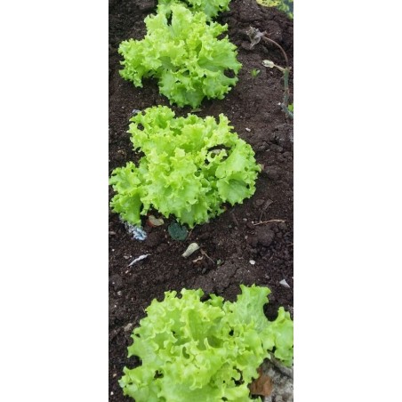 Μαρούλι κατσαρό ανοιχτοπράσινο Tinella 0Ο0081 – Προσφέρει μοναδική αισθητική | iroots.gr