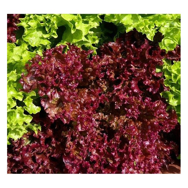 Μαρούλι κατσαρό κόκκινο Lollo Rosso 0O0004 – Δίνει premium χαρακτήρα στο περιβάλλον | iroots.gr