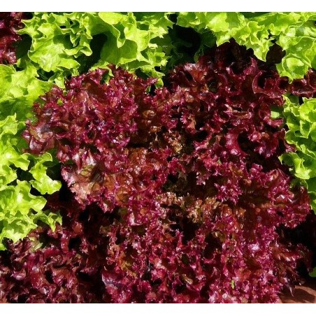 Μαρούλι κατσαρό κόκκινο Lollo Rosso 0O0004 – Δίνει premium χαρακτήρα στο περιβάλλον | iroots.gr