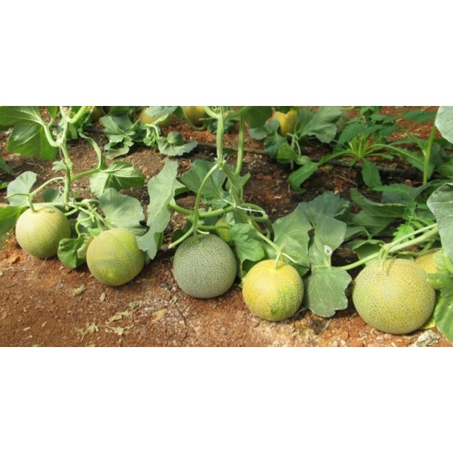 Πεπόνι Dante F1 500σπόρων Σπύρου – Δίνει premium χαρακτήρα στο περιβάλλον | iroots.gr