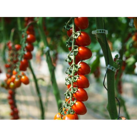 Τομάτα αναρριχώμενη plum Lipso clause F1 1000σπόρων GSPP πιστοποίηση