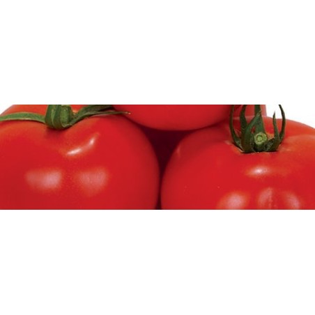 Τομάτα Ebia F1 1000σπόρων Syngenta – Δίνει premium χαρακτήρα στο περιβάλλον | iroots.gr