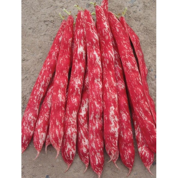 Φασόλι Borlotto καθιστό 1kg – Αναβαθμίζει άμεσα τον χώρο σου | iroots.gr