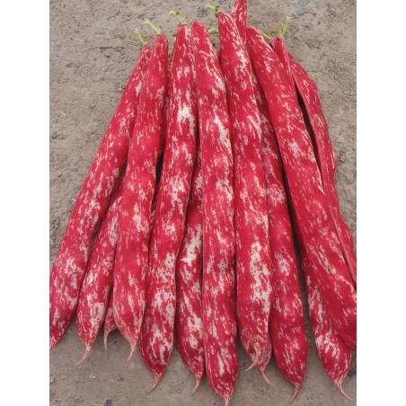 Φασόλι Borlotto καθιστό 1kg – Αναβαθμίζει άμεσα τον χώρο σου | iroots.gr