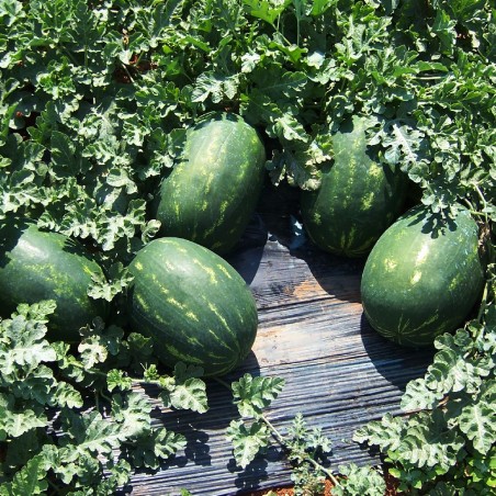 Καρπούζι Essenza F1 (super relax) 1000σπόρων Fytroseeds