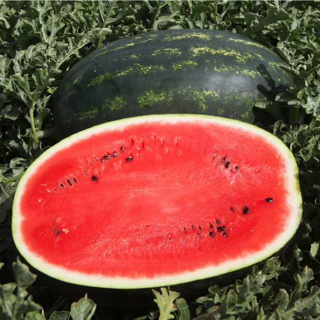 Καρπούζι Mirsini F1 500σπόρων Fytro – Ταιριάζει σε κάθε μοντέρνο ή επαγγελματικό χώρο | iroots.gr