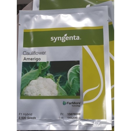 Κουνουπίδι Amerigo F1 2500sd (Syngenta) 90-105 ημερών – Αναβαθμίζει άμεσα τον χώρο σου | iroots.gr