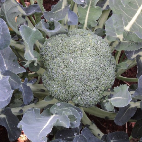Μπρόκολο Early Long Runner F1 (Matera) Fytro seeds 2000 sd 145-165ημερών