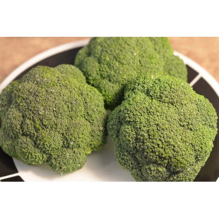 Μπρόκολο Balard F1 Fytro seeds 1000 sd 75- 80ημερών – Αναβαθμίζει άμεσα τον χώρο σου | iroots.gr