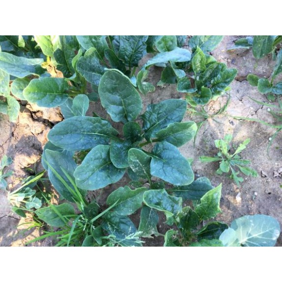 Σπανάκι El Hayat F1 100.000 σπόρων (Fytro seeds) – Προσφέρει μοναδική αισθητική | iroots.gr