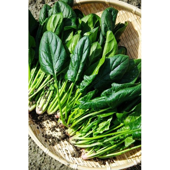 Σπανάκι Siena (PV 1367) F1 50.000 σπόρων (ΕΛΑΝΚΟ seeds) – Προσφέρει μοναδική αισθητική | iroots.gr