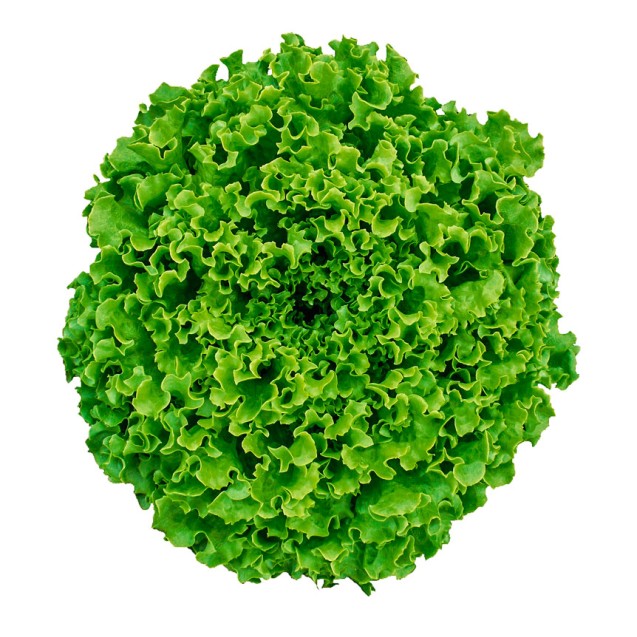 Μαρούλι Ginko Σπύρου 5000pills – Δίνει premium χαρακτήρα στο περιβάλλον | iroots.gr