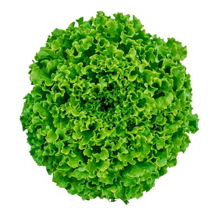 Μαρούλι Ginko Σπύρου 5000pills – Δίνει premium χαρακτήρα στο περιβάλλον | iroots.gr