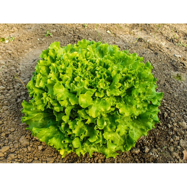 Μαρούλι Kismy Σπύρου 5000pills – Ταιριάζει σε κάθε μοντέρνο ή επαγγελματικό χώρο | iroots.gr