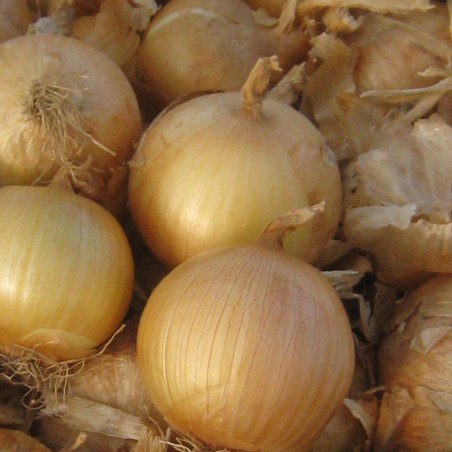 Κρεμμύδι Early Extra Gold F1 UG 250.000σπόρων (χειμωνιάτικο) – Προσφέρει μοναδική αισθητική | iroots.gr