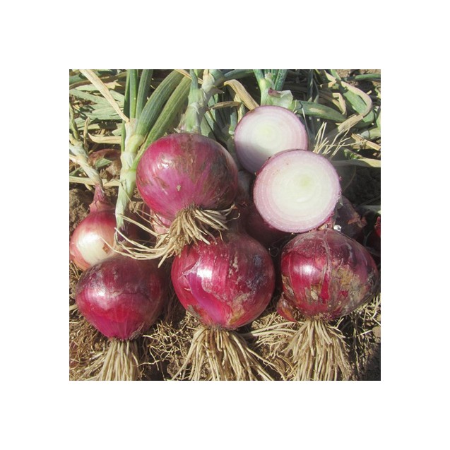 Κρεμμύδι Red Primeur F1 UG 250.000σπόρων (χειμωνιάτικο) – Ταιριάζει σε κάθε μοντέρνο ή επαγγελματικό χώρο | iroots.gr