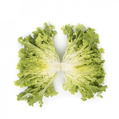 Μαρούλι Station Rijk Zwaan 5000 σπόρων pellets – Δημιουργεί αίσθηση πολυτέλειας χωρίς κόπο | iroots.gr