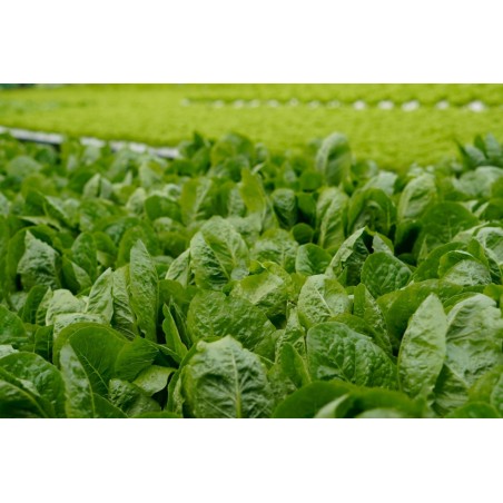 Μαρούλι Musena 5000 σπόρων (Syngenta) – Ταιριάζει σε κάθε μοντέρνο ή επαγγελματικό χώρο | iroots.gr