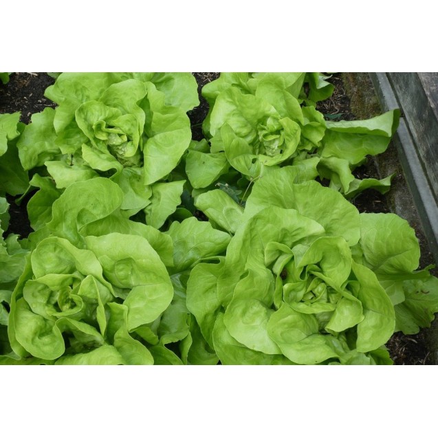 Μαρούλι butterhead JULIAN 5.000 χάπια