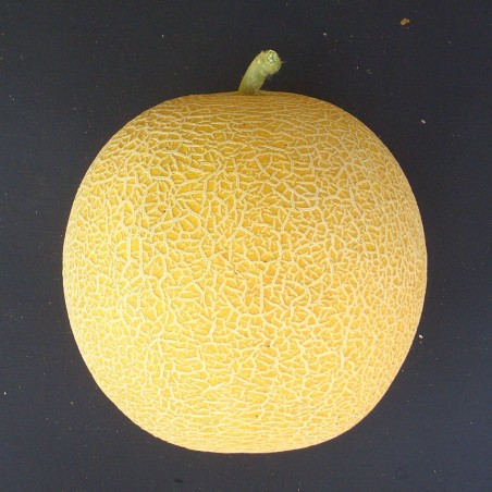 Πεπόνι Sugar F1 500σπόρων Fytro – Ταιριάζει σε κάθε μοντέρνο ή επαγγελματικό χώρο | iroots.gr