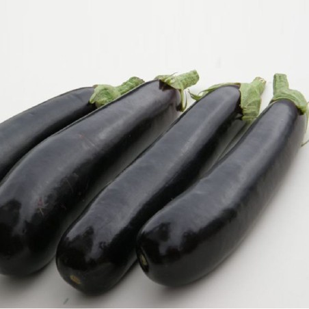 Μελιτζάνα TIJUANA F1 500σπόρων Fytro – Αναβαθμίζει άμεσα τον χώρο σου | iroots.gr