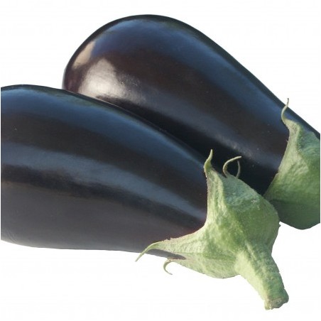 Μελιτζάνα Monarcha F1 Rijk Zwaan 500σπόρων – Δίνει premium χαρακτήρα στο περιβάλλον | iroots.gr