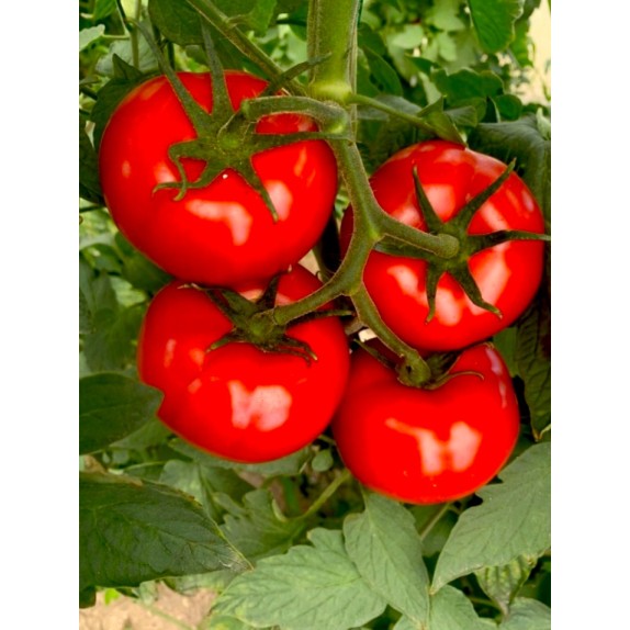 Τομάτα Runner F1 1000σπόρων FΙΤΟ – Ταιριάζει σε κάθε μοντέρνο ή επαγγελματικό χώρο | iroots.gr