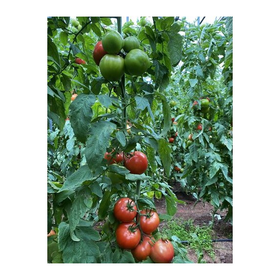 Τομάτα Tyscala F1 1000σπόρων Fytro – Δημιουργεί αίσθηση πολυτέλειας χωρίς κόπο | iroots.gr