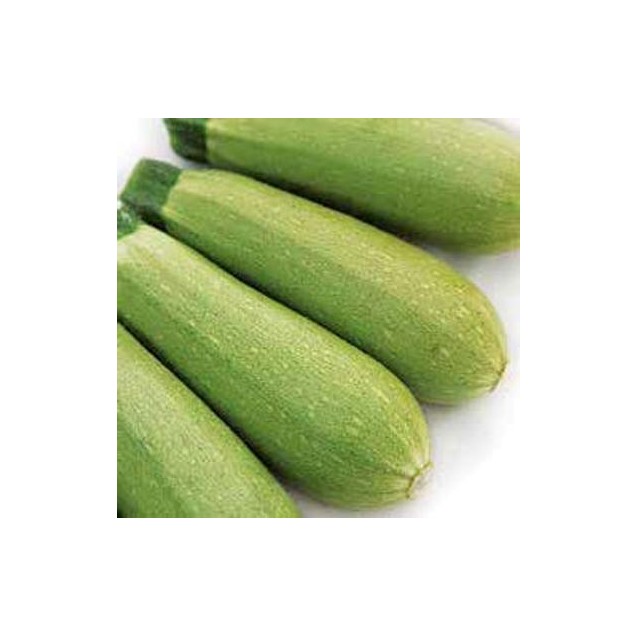 Κολοκύθι Chivas 1000σπόρων syngenta – Δίνει premium χαρακτήρα στο περιβάλλον | iroots.gr