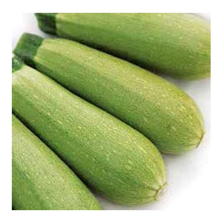 Κολοκύθι Chivas 1000σπόρων syngenta – Δίνει premium χαρακτήρα στο περιβάλλον | iroots.gr