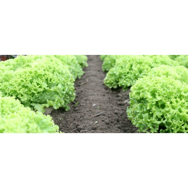 Μαρούλι Davidole 5000pills (Syngenta) – Δημιουργεί αίσθηση πολυτέλειας χωρίς κόπο | iroots.gr