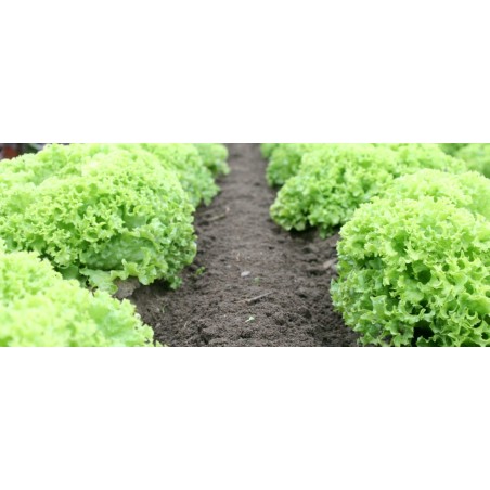 Μαρούλι Davidole 5000pills (Syngenta) – Δημιουργεί αίσθηση πολυτέλειας χωρίς κόπο | iroots.gr