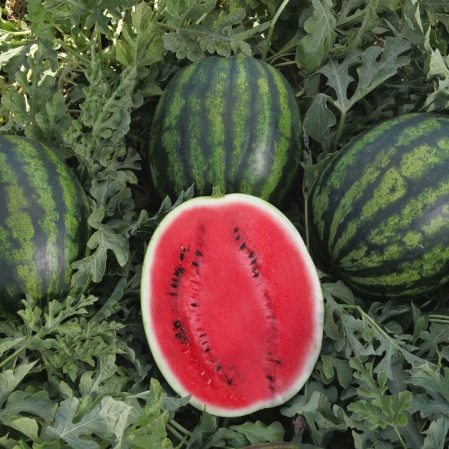 Καρπούζι Bostana F1 500σπόρων Fytro – Δίνει premium χαρακτήρα στο περιβάλλον | iroots.gr