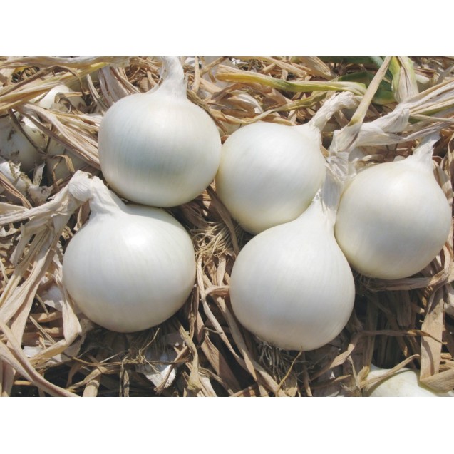Κρεμμύδι Bridewhite F1 Bejo 250.000 σπόρων (ανοιξιάτικο)
