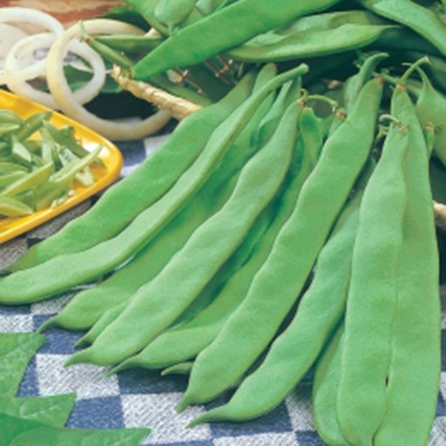 Φασόλι καθιστό Baroma 100gr – Δημιουργεί αίσθηση πολυτέλειας χωρίς κόπο | iroots.gr