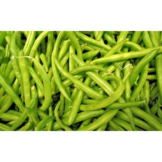 Φασόλι καθιστό Magirus (Masterpiece) 100gr – Προσφέρει μοναδική αισθητική | iroots.gr