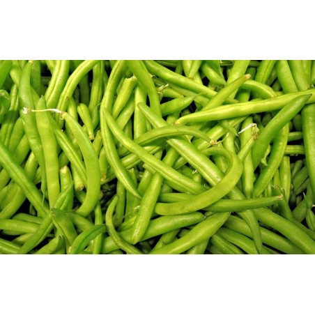 Φασόλι καθιστό Magirus (Masterpiece) 100gr – Προσφέρει μοναδική αισθητική | iroots.gr