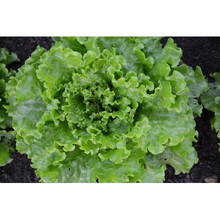 Μαρούλι κατσαρό πράσινο LOLLOBRIGITA (Doree NTM0016) – Προσφέρει μοναδική αισθητική | iroots.gr