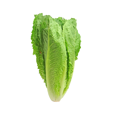 Μαρούλι swift τύπου Romana ίσιο φύλλο – Αναβαθμίζει άμεσα τον χώρο σου | iroots.gr