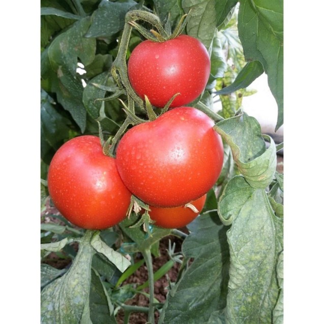 Τομάτα Red Machine F1 1000σπόρων Vilmorin – Δημιουργεί αίσθηση πολυτέλειας χωρίς κόπο | iroots.gr