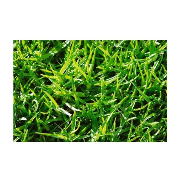 ΓΚΑΖΟΝ KIKUYU  ΕΠΕΝΔΕΔΥΜΕΝΟΣ  ΣΠΟΡΟΣ Χάρτινο Κυτίο 1 κιλού – Αναβαθμίζει άμεσα τον χώρο σου | iroots.gr