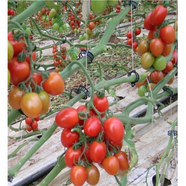 Τομάτα plum Zuchhello F1 1000σπόρων – Προσφέρει μοναδική αισθητική | iroots.gr