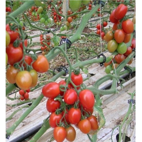 Τομάτα plum Zuchhello F1 1000σπόρων – Προσφέρει μοναδική αισθητική | iroots.gr