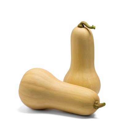 Κολοκύθα Butternut Lizzard F1 1000sd UG