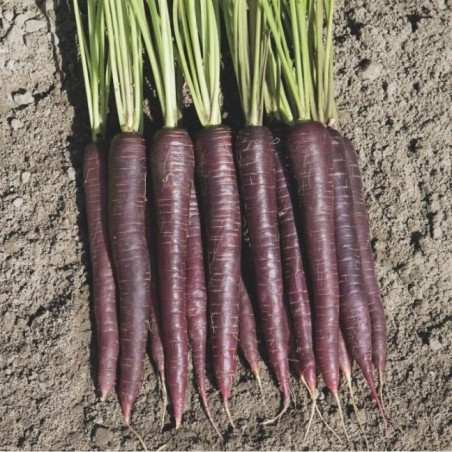 Καρότο Deep Purple F1 Bejo 25.000 σπόρων